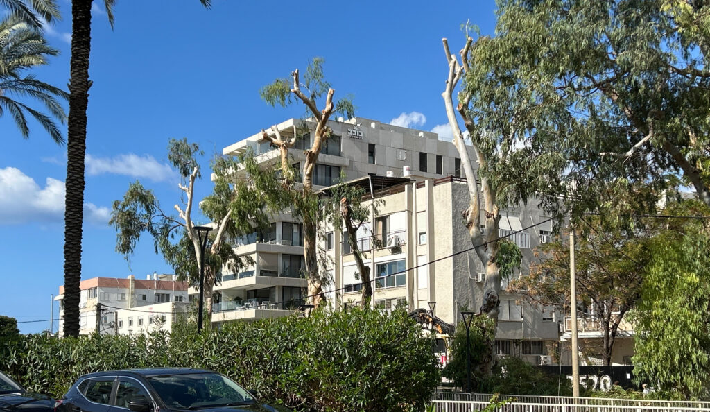 שד' הגעתון משנות את פניהן, עיריית נהריה "מכסחת" את האקליפטוסים