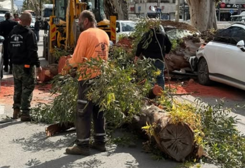 נהריה: אקליפטוס בן מאה שנה בשדרות הגעתון נעקר ממקומו