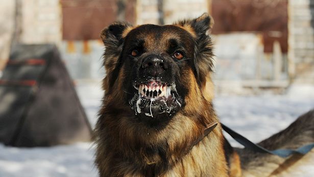 משרד הבריאות: כלב ביתי נגוע בכלבת בישוב מעלות-תרשיחא שבגליל המערבי